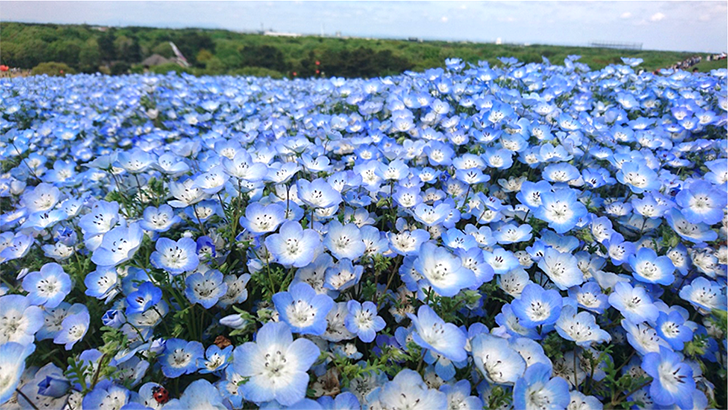 心に花と音楽を