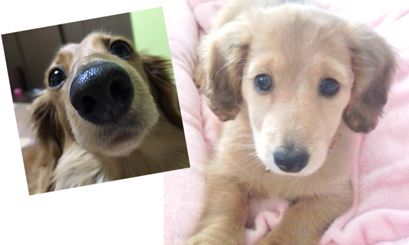 みなさんは犬派？猫派？