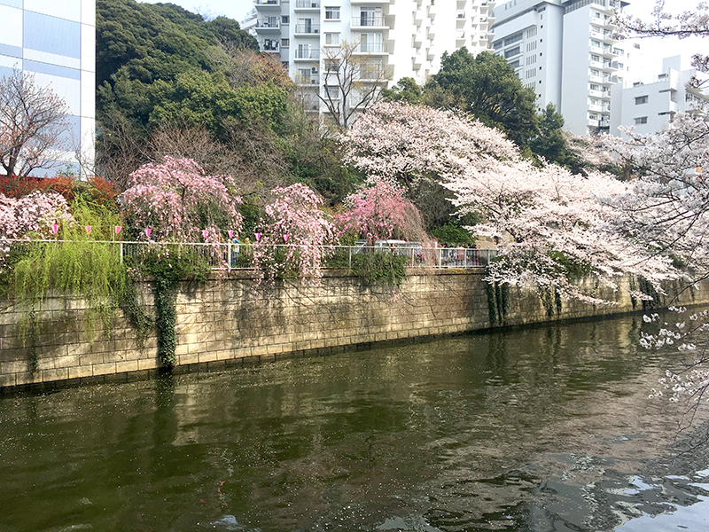 満開の桜
