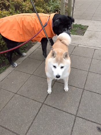 犬も高齢社会