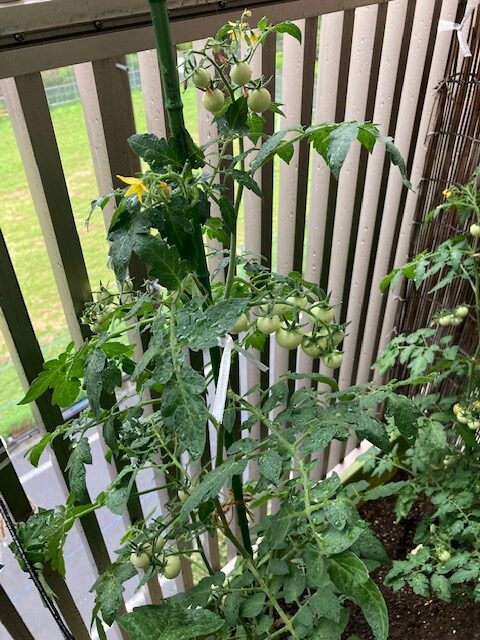野菜泥棒出現