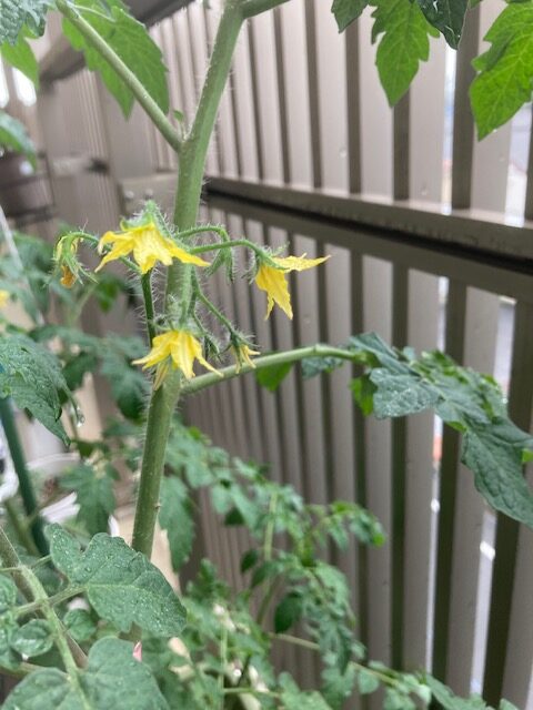 家庭菜園の二刀流