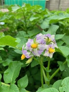 何の野菜の花かわかりますか？