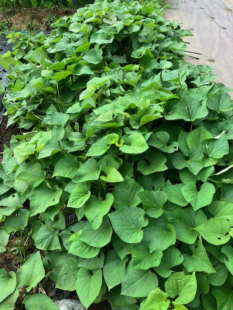 秋の収獲する野菜です