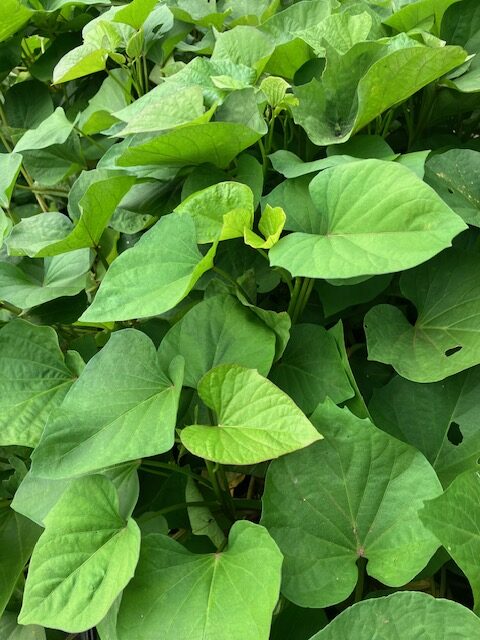 秋の野菜 イメージ