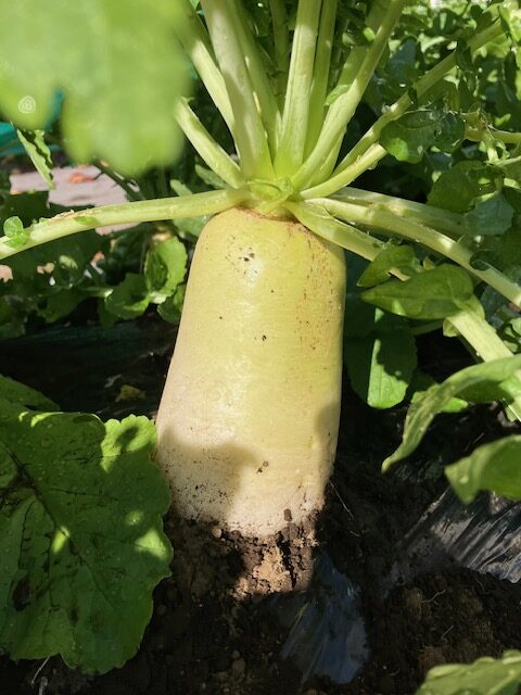前回のお野菜の答えは、大根でした！！