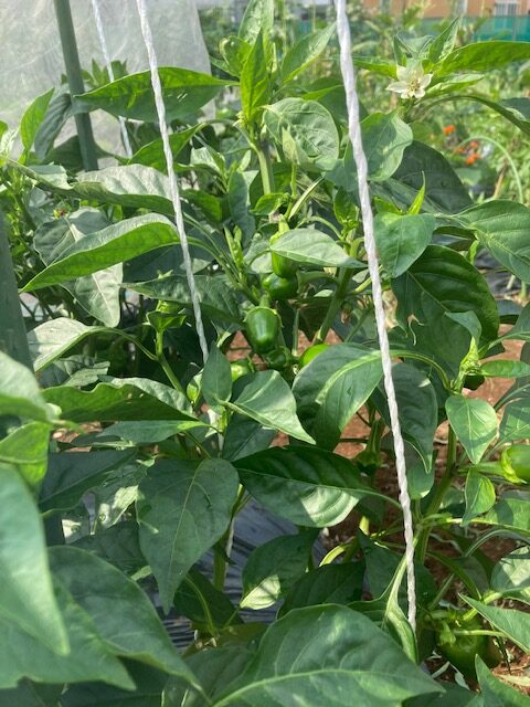 久しぶりの家庭菜園ブログです