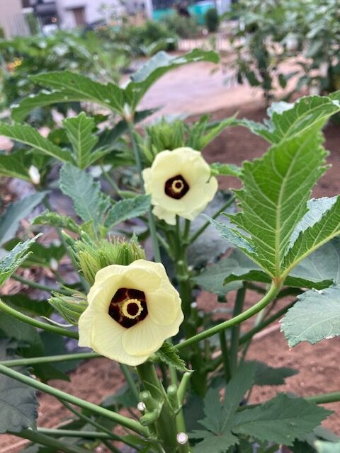 南国風の花が咲くこのお野菜は・・・